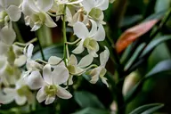 Hoa lan: Ý nghĩa phong thủy, các loài hoa lan đẹp, đặc điểm và cách chăm sóc từ A - Z