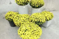 Những dòng STT bán hoa Tết 2026 hay và ấn tượng khiến khách hàng không thể từ chối