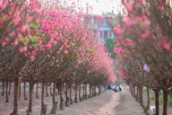 Ý nghĩa tháng củ mật là gì? Vì sao người xưa luôn nhắc nhở phải cẩn trọng trong tháng này?