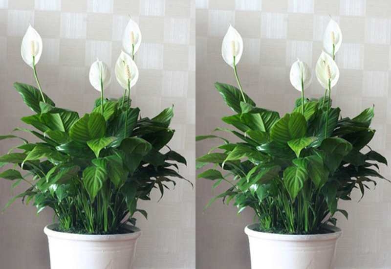 cay phong thuy cho nguoi sinh nam 1992