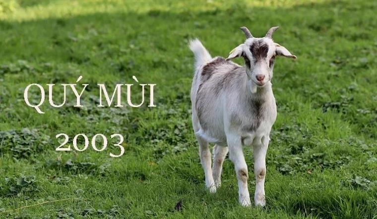 2003 hợp với số nào
