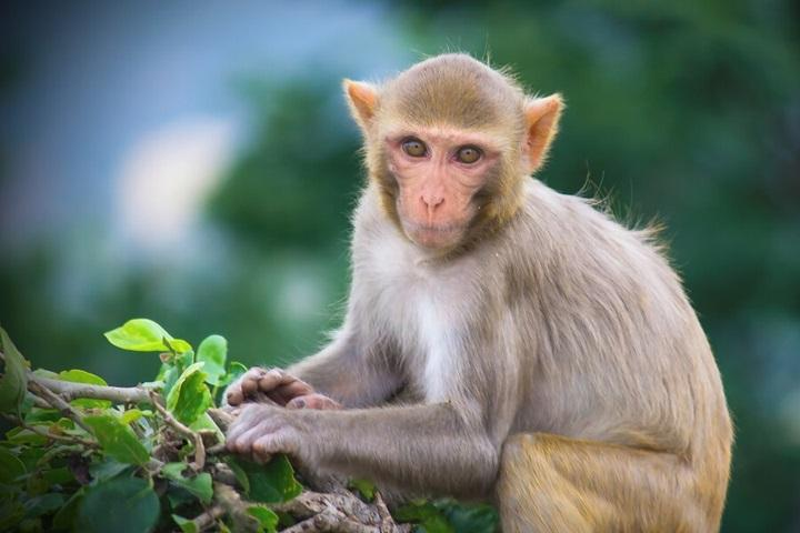 Hướng nhà phù hợp với tuổi Giáp Thân