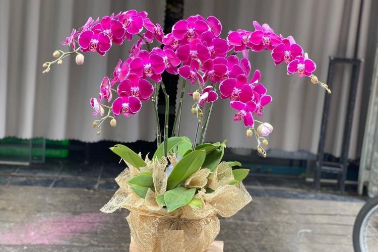 20/11 nên tặng hoa gì cho thầy cô