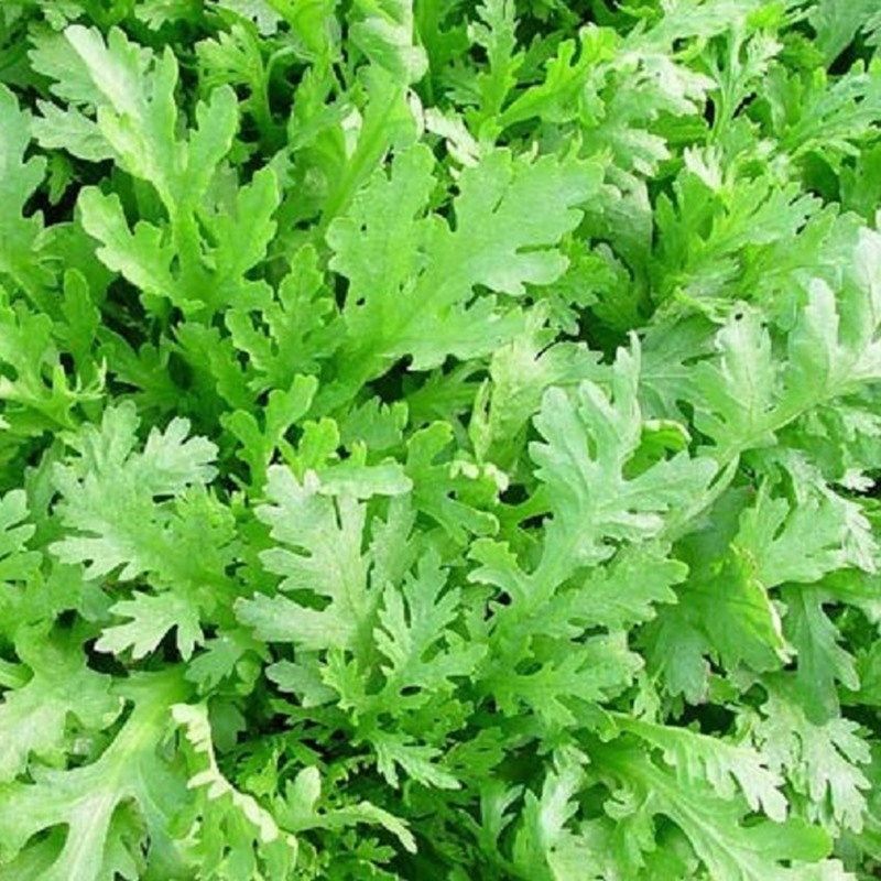 Học lỏm cách nhặt rau cải cúc nhanh gọn, vụng về cũng làm được