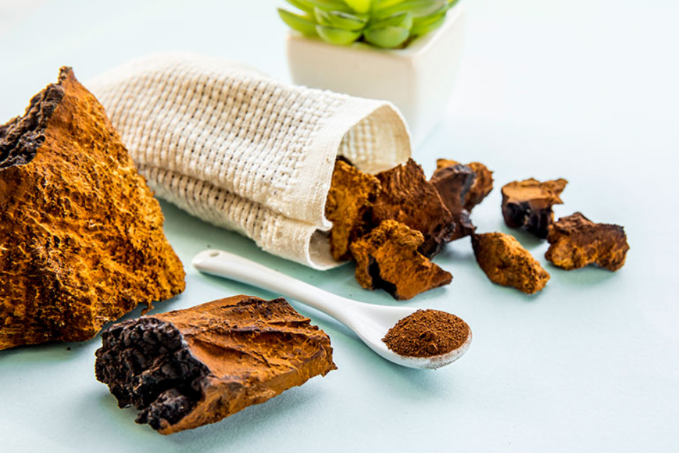 Tìm hiểu về nấm Chaga: Nguồn gốc, thành phần và những tác dụng