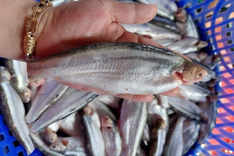 Cá xác sọc là gì? Các món ăn ngon hấp dẫn từ cá xác sọc