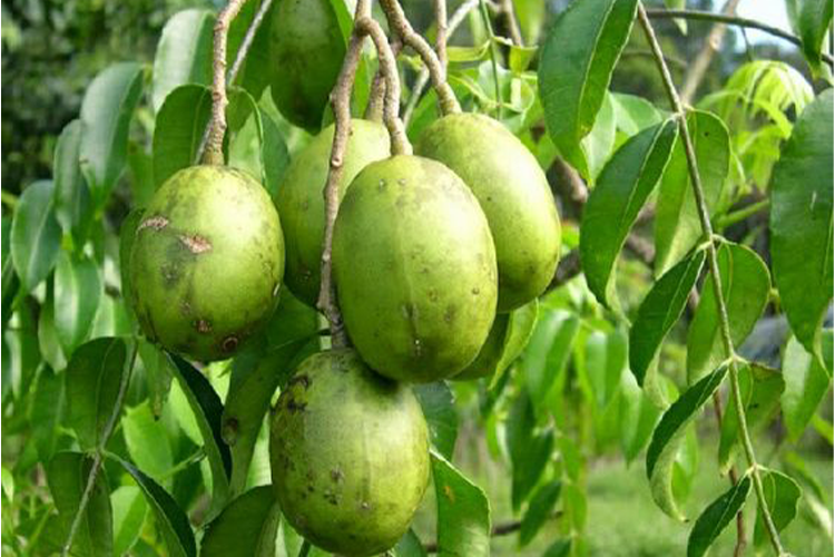 Cóc làm món gì ngon? Những món ngon làm từ trái cóc ai cũng thích