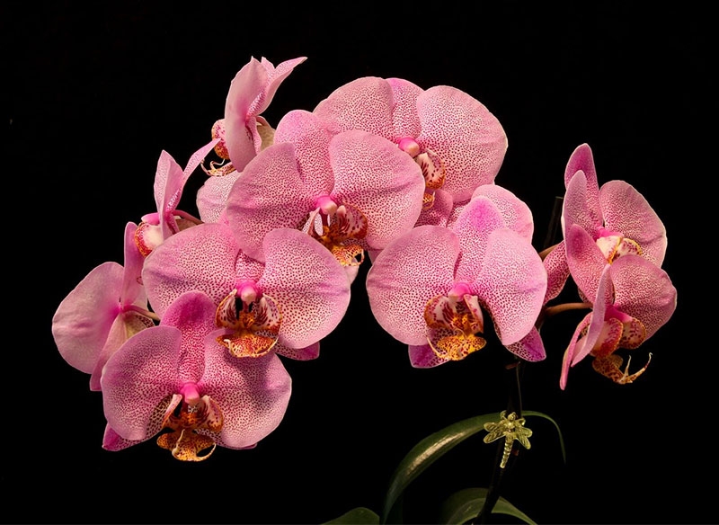 20/10 nên tặng hoa gì hình 5