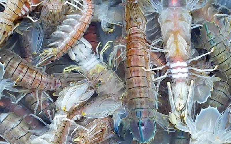Bí quyết chọn bề bề tươi ngon như đầu bếp chuyên nghiệp