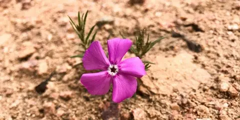 Xuất hiện thêm những hình ảnh chụp ngoài trời của iPhone 7 Plus