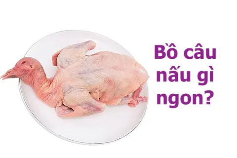 Bồ câu nấu gì ngon? Top 5 món ngon "nhức nách" làm từ bồ câu để trổ tài vào bếp