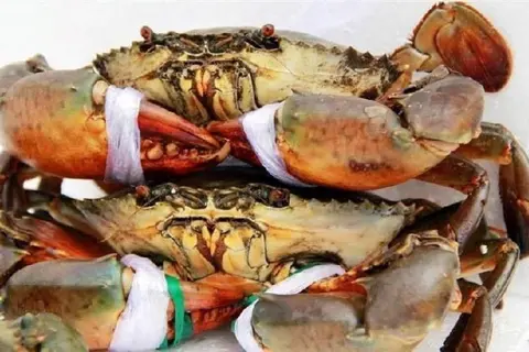 Bật mí 4 cách bảo quản cua sống, cua đồng và cua hoàng đế hiệu quả, đơn giản tại nhà
