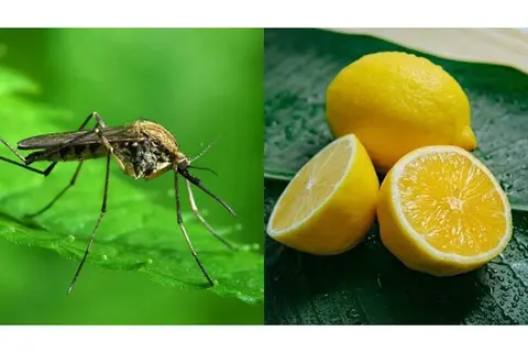 Cách đuổi muỗi bằng chanh đơn giản, dễ thực hiện