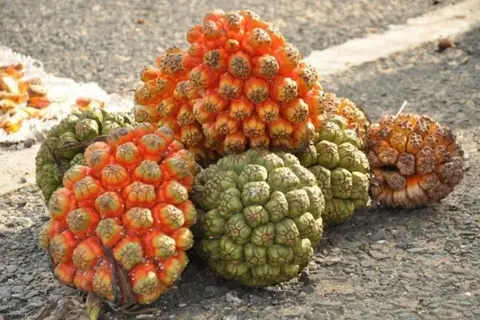 Cách ngâm rượu dứa rừng tại nhà đơn giản, siêu dễ, giữ trọn vị trái cây thơm ngon 