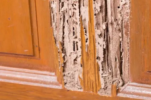 Bỏ túi 4 cách diệt mọt gỗ tận gốc cực kỳ đơn giản và hiệu quả