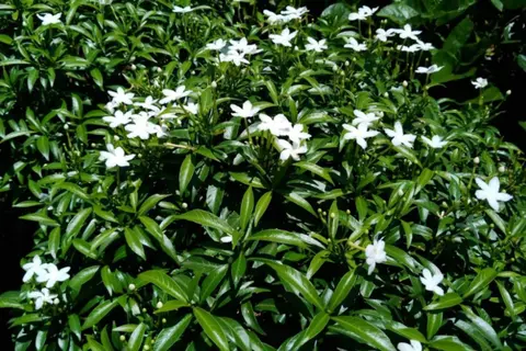 Cây Mai Vạn Phúc: Ý nghĩa phong thủy, kỹ thuật trồng và bí quyết chăm sóc "nở hoa vạn lộc"