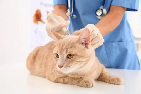 Điểm qua danh sách các bệnh viện thú y gần đây có chất lượng tốt và độ uy tín cao