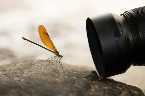 Ống kính macro là gì? Có bao nhiêu loại? Tìm hiểu về đặc điểm và những lưu ý cần biết khi chụp cận cảnh