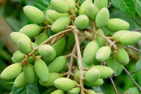 Cách bảo quản trám xanh trong tủ lạnh đảm bảo tươi ngon lâu dài cho gia đình