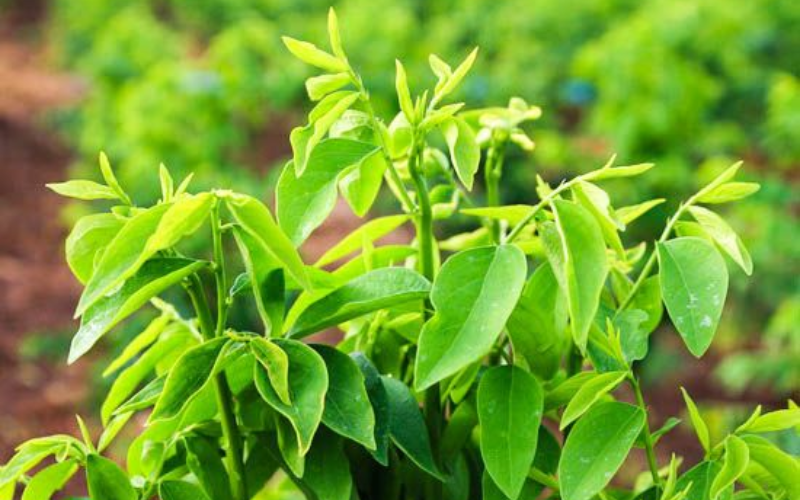 Cách nấu canh rau ngót không có thịt (ảnh 5)