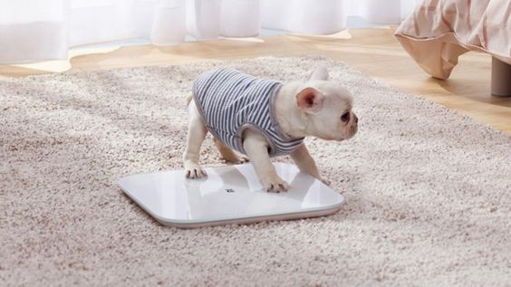 Cân Xiaomi Scale 2 được kiểm định chất lượng nghiêm ngặt khi xuất xưởng