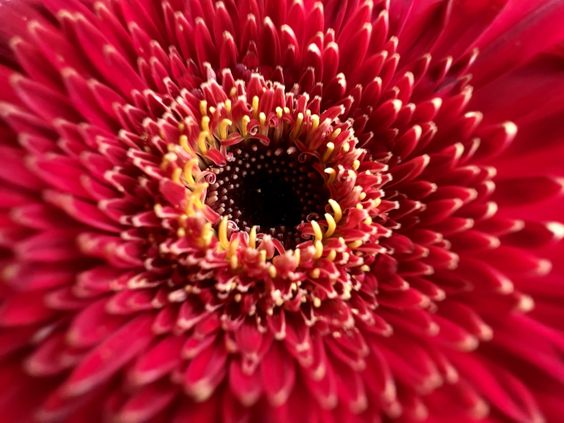 chụp ảnh macro iPhone 13 Pro