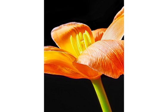 Điện thoại Vivo Y51 | Chụp siêu rộng và siêu cận cảnh