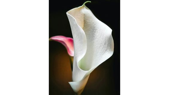 camera macro Vivo Y72 5G