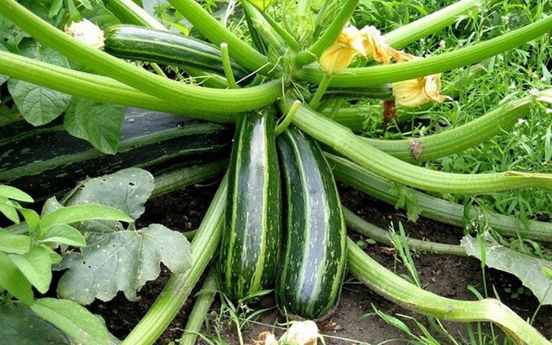cách làm bí ngòi nướng phô mai nhân nấm (ảnh 4)