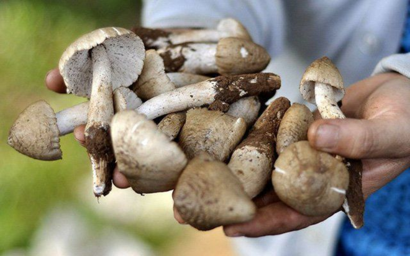 nấm mối xào tỏi chay (ảnh 2)