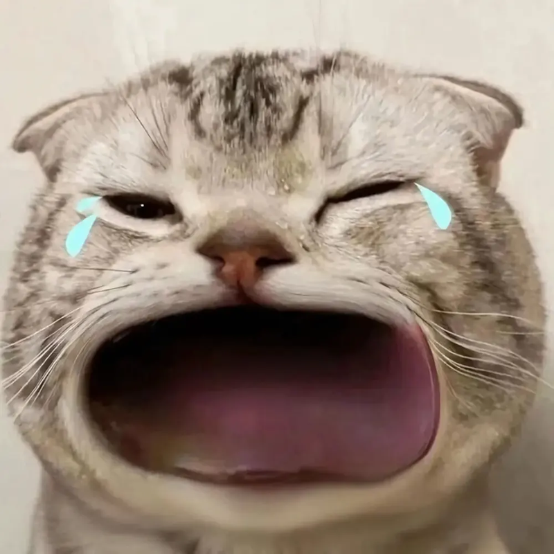 100 meme mèo mới nhất 2026 - hình 4