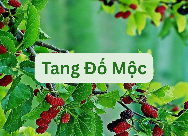 1972 tuổi con gì - hình 2