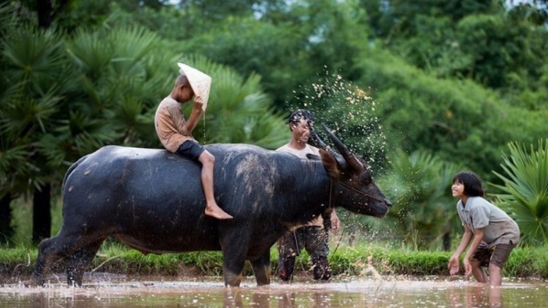 Sự kiên trì và nhẫn nại giúp người tuổi Sửu vượt qua khó khăn