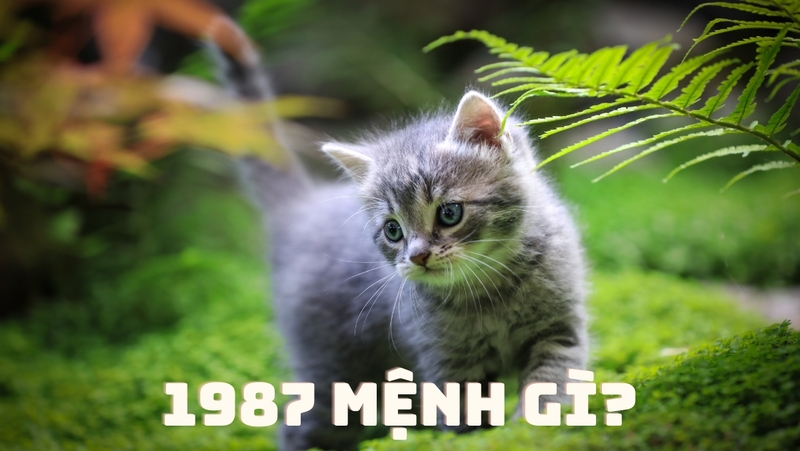 1987 mệnh gì 5