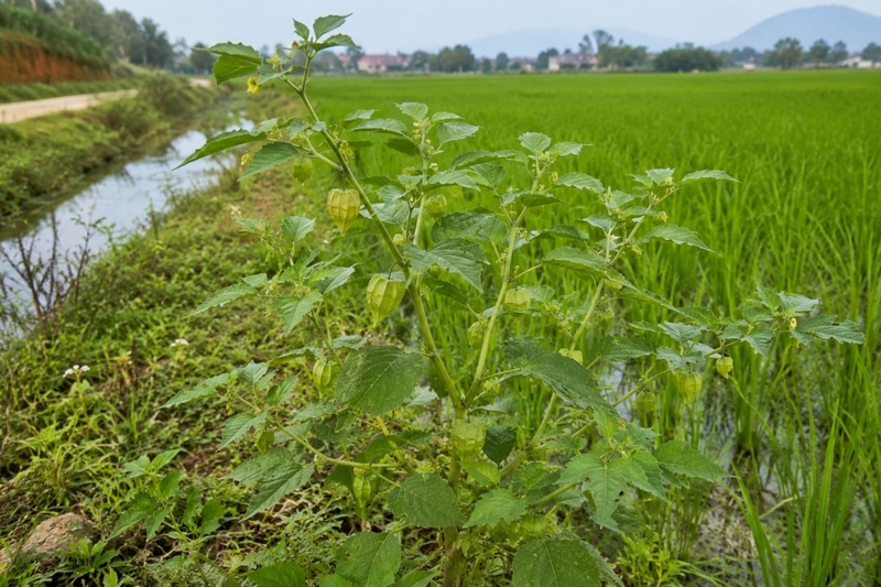 Cây thù lù là gì (1)
