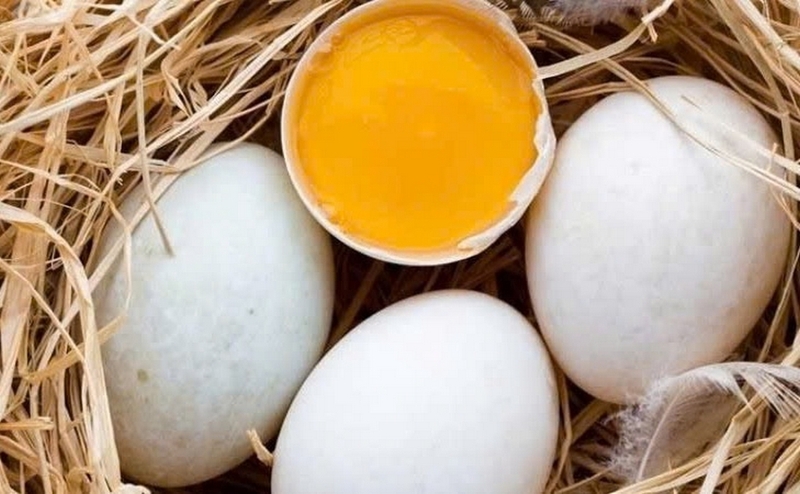 1 quả trứng vịt bao nhiêu protein ảnh 2