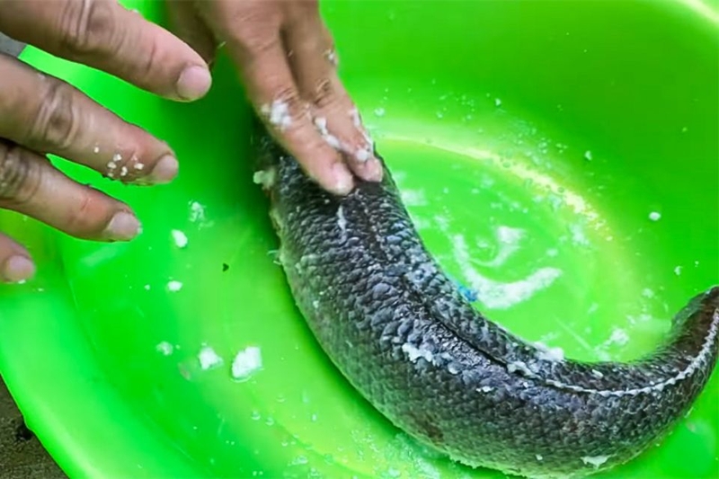 Sơ chế cá lóc