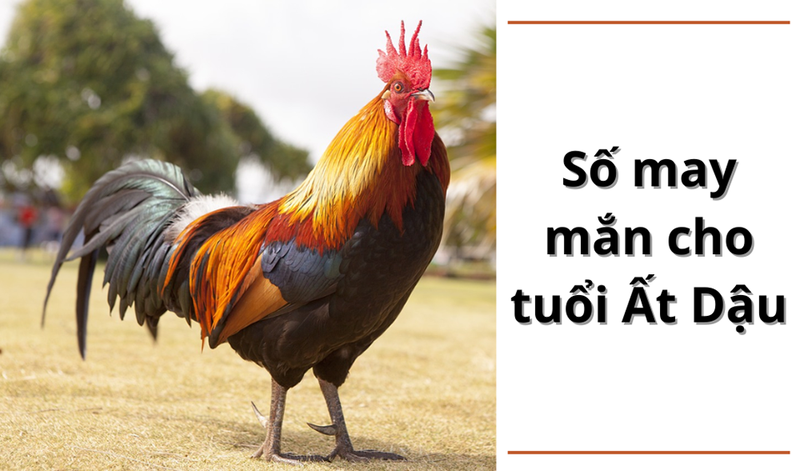 Con số may mắn cho người tuổi Ất Dậu