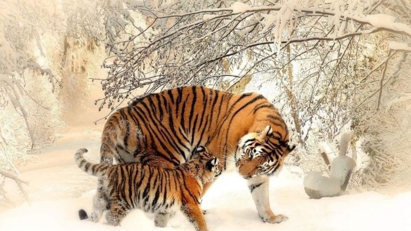 2010 là năm con gì (ảnh 2)