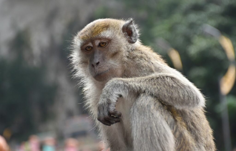 2016 mệnh gì?