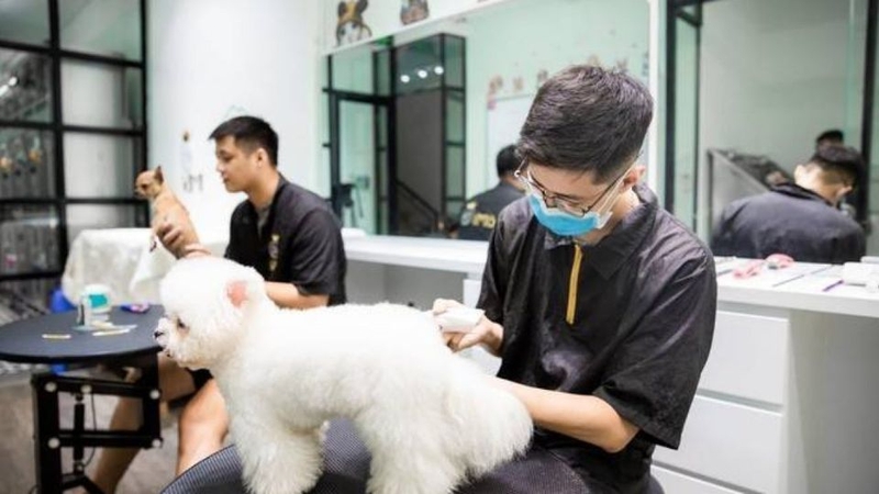 Dịch vụ chăm sóc thú cưng