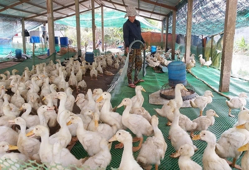 2026 nên nuôi con gì ảnh 2