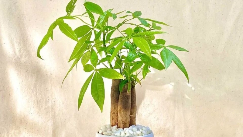 Tổng quan phong thủy cây trồng năm 2026