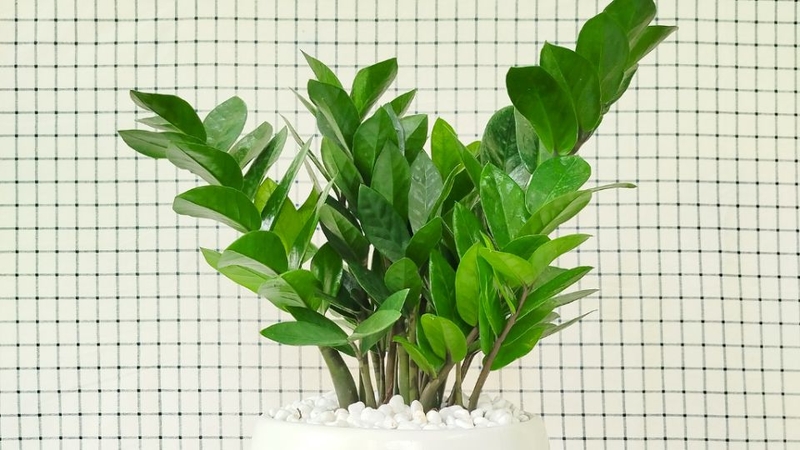 Cây kim tiền