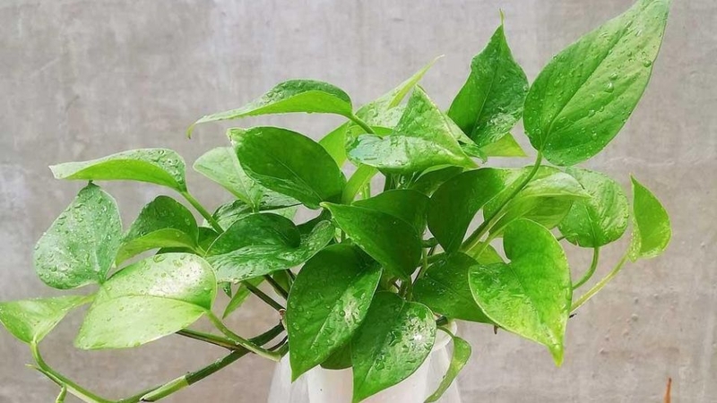 Cây trầu bà