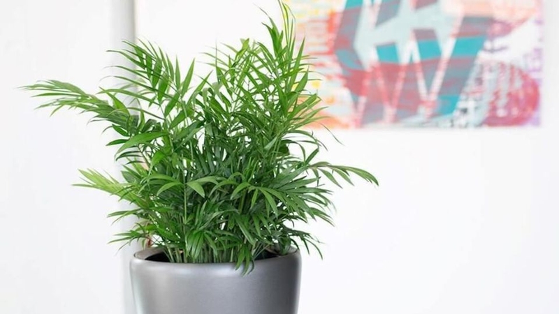 Trồng cây để cải thiện sức khỏe
