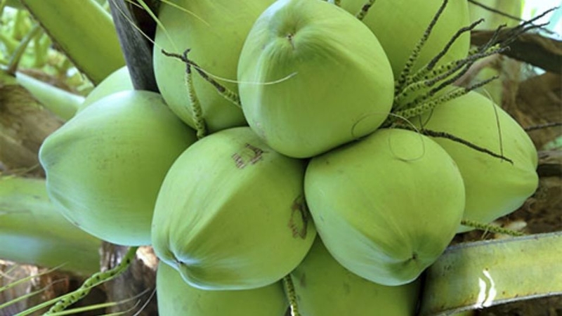 30 loại trái cây miền Nam 8