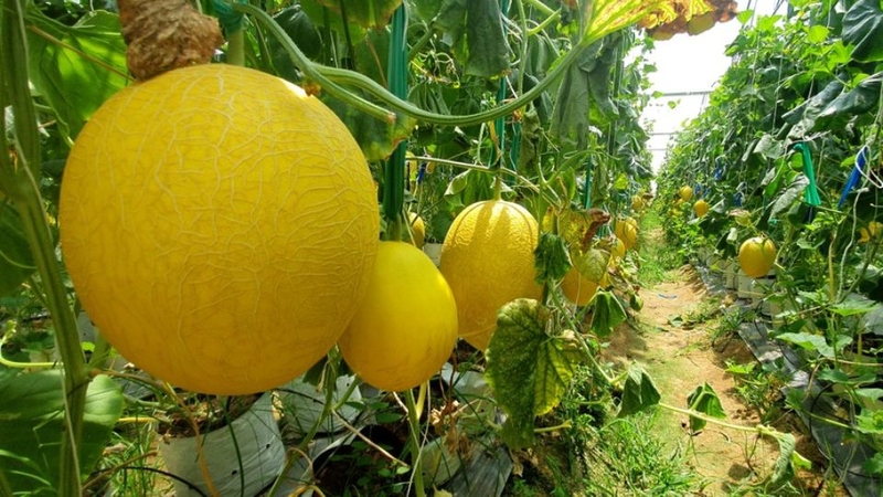 30 loại trái cây miền Nam 17