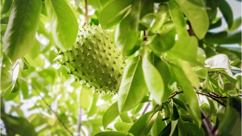 30 loại trái cây miền Nam 18