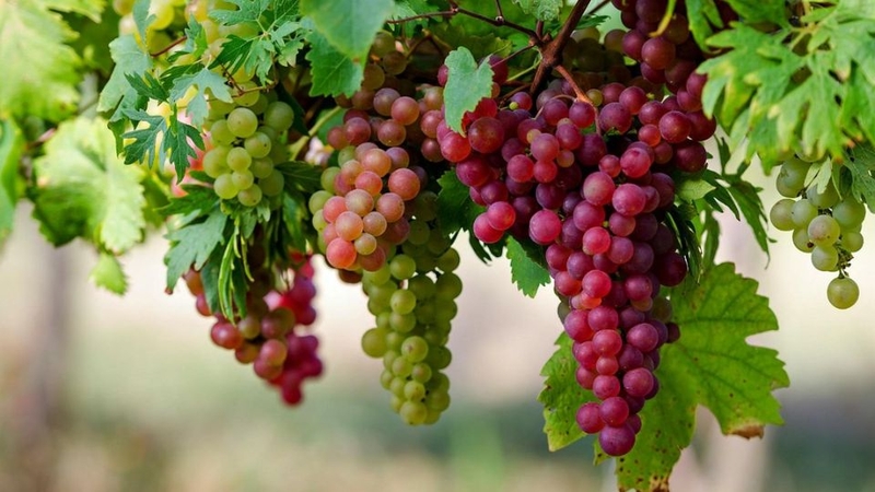 30 loại trái cây miền Nam 27